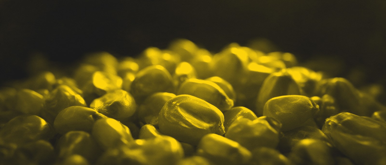 Granos de maíz en duotono amarillo de la casa